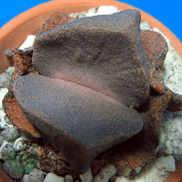 Pleiospilos simulans - Natures Bulb Market