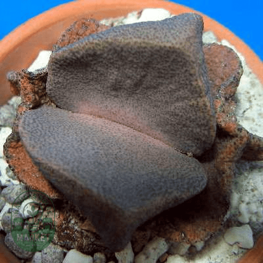 Pleiospilos simulans - Natures Bulb Market