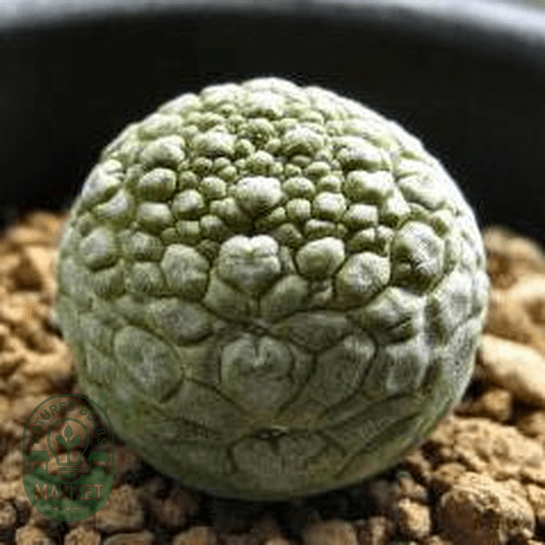 Pseudolithos migiurtinus - Natures Bulb Market