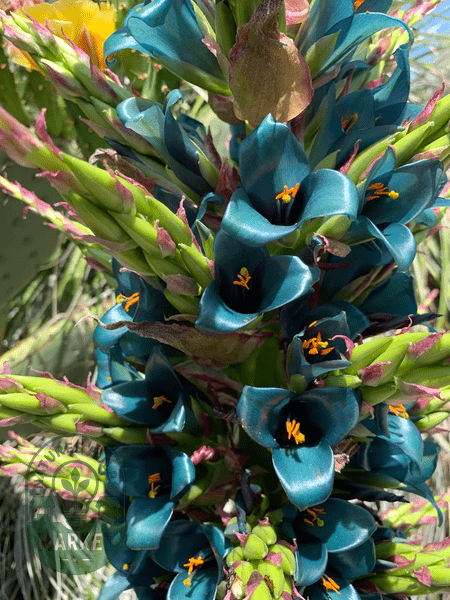 Puya alpestris - Sapphire Tower - Natures Bulb Market