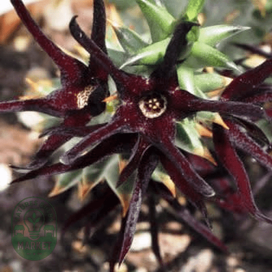 Quaqua mammillaris - Natures Bulb Market