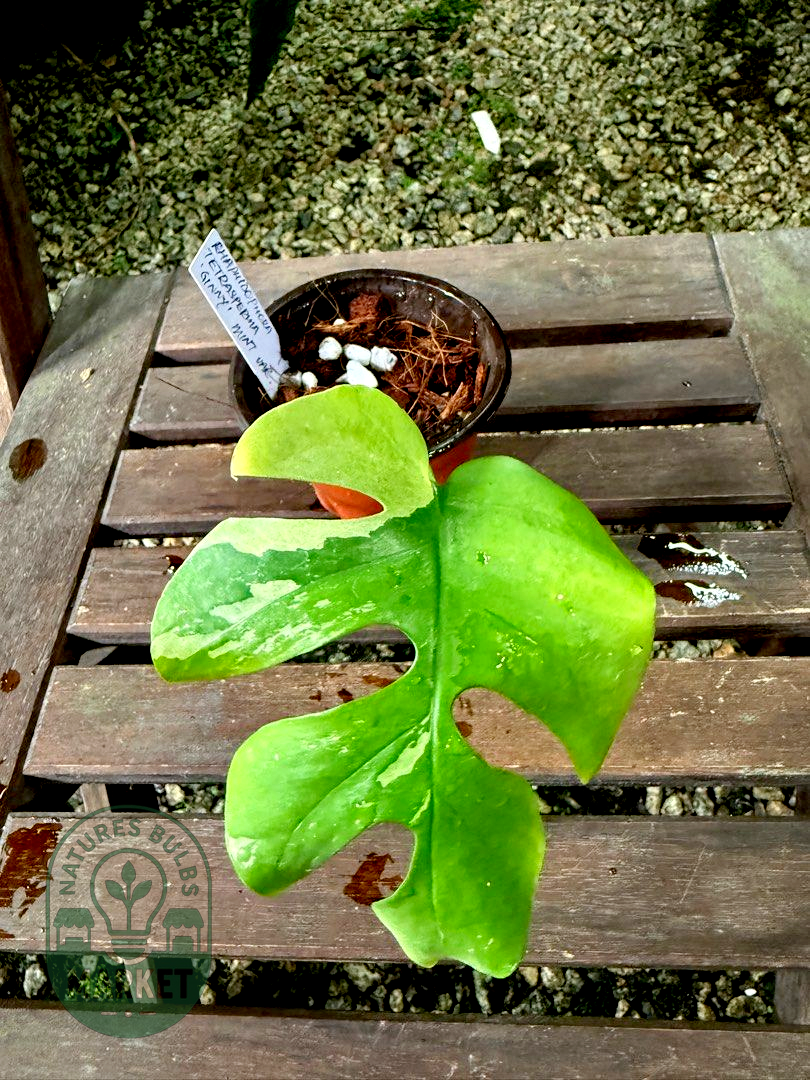 Rhaphidophora Tetrasperma Ginny Albo