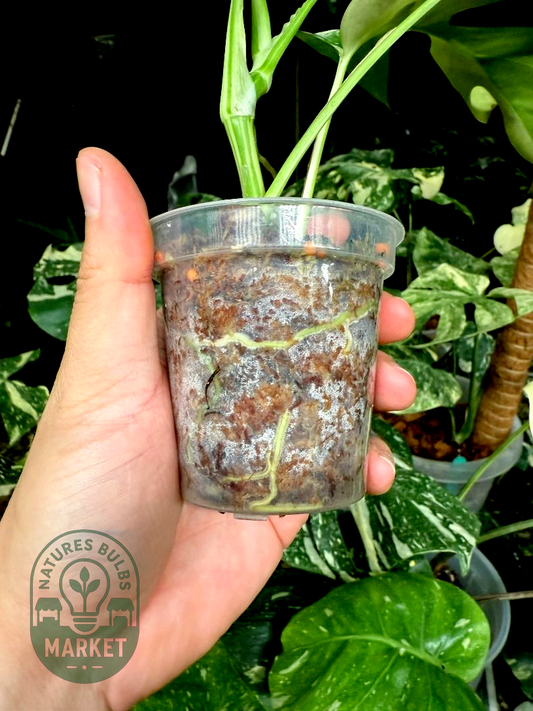 Rhaphidophora Tetrasperma Albo Variegated