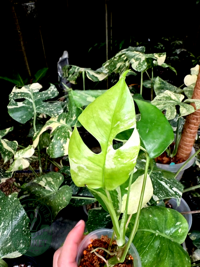 Rhaphidophora Tetrasperma Albo Variegated