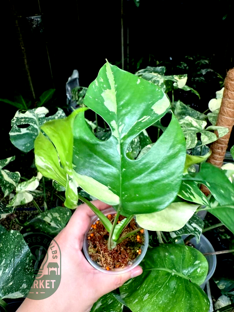 Rhaphidophora Tetrasperma Albo Variegated