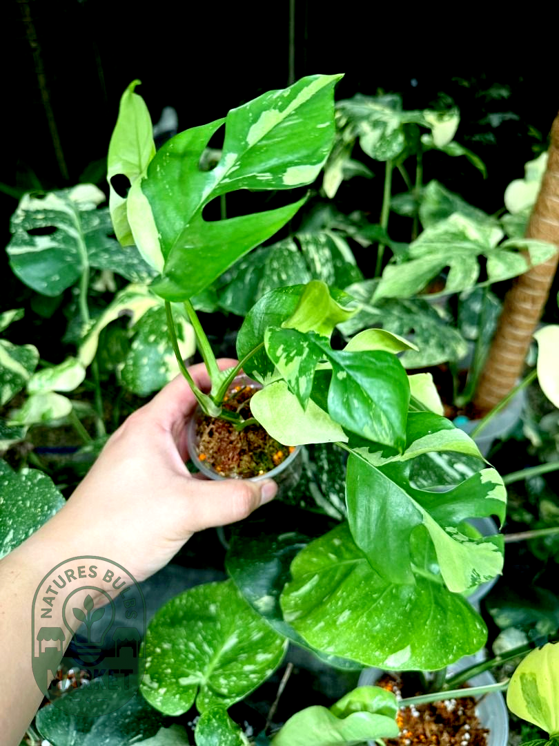 Rhaphidophora Tetrasperma Albo Variegated