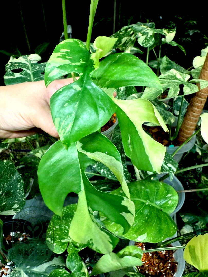 Rhaphidophora Tetrasperma Albo Variegated