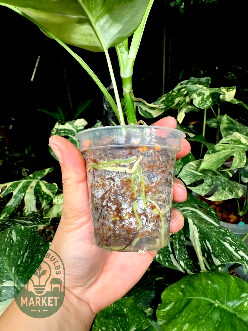 Rhaphidophora Tetrasperma Albo Variegated