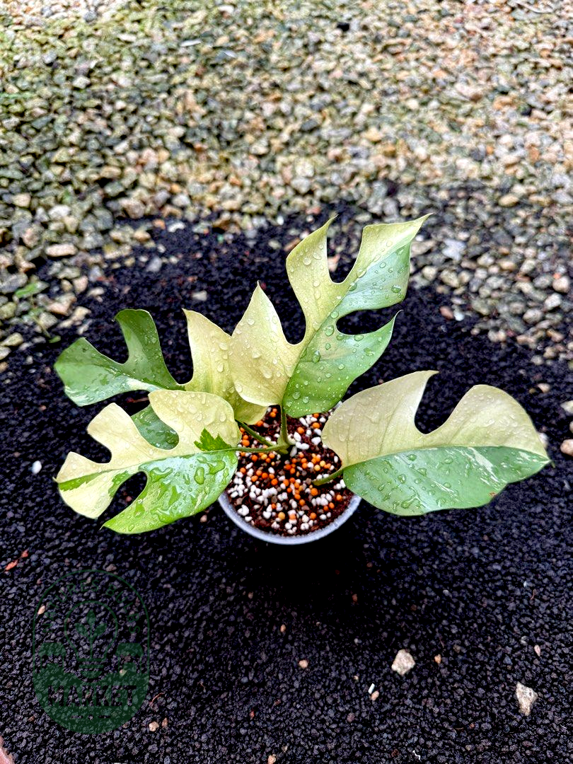 Rhaphidophora Tetrasperma Variegated Ginny Albo