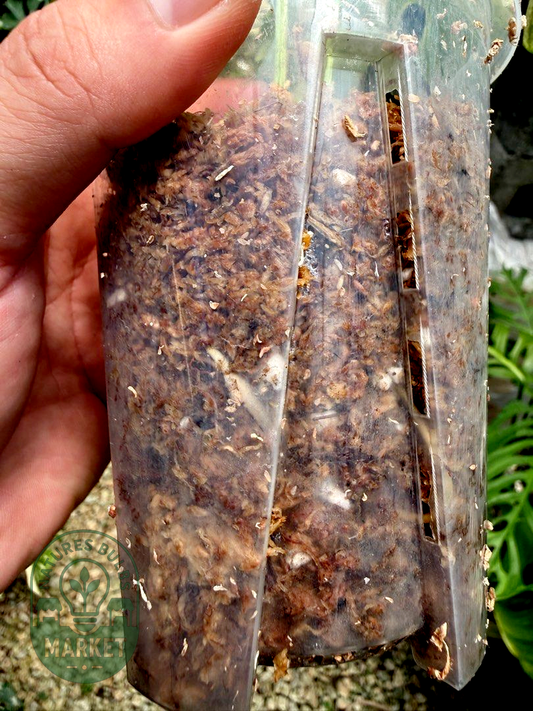 Rhaphidophora Tetrasperma White Monster Variegated