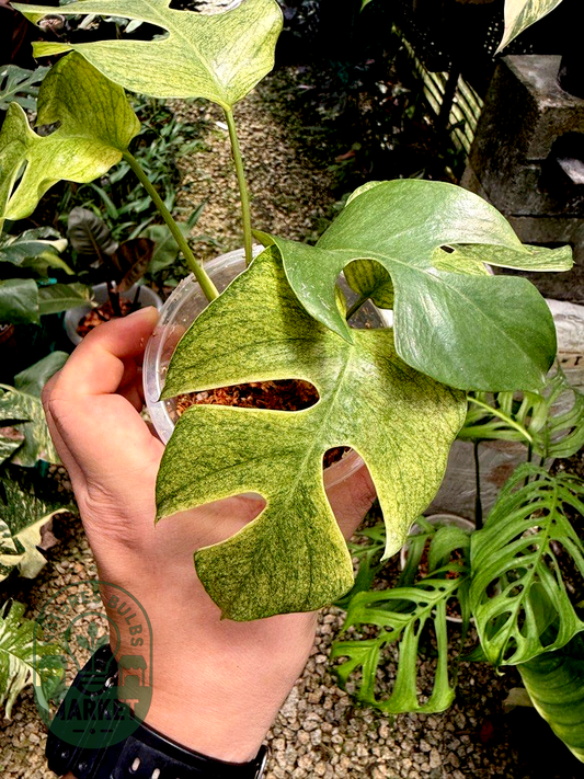 Rhaphidophora Tetrasperma White Monster Variegated