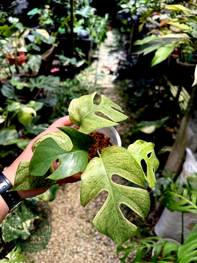 Rhaphidophora Tetrasperma White Monster Variegated
