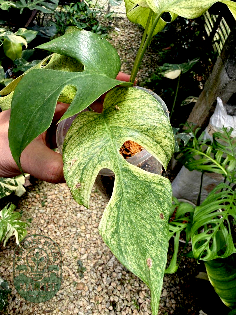 Rhaphidophora Tetrasperma White Monster Variegated