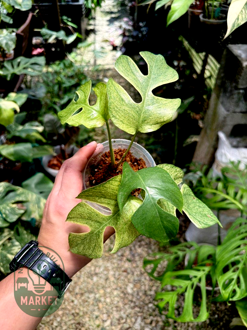 Rhaphidophora Tetrasperma White Monster Variegated