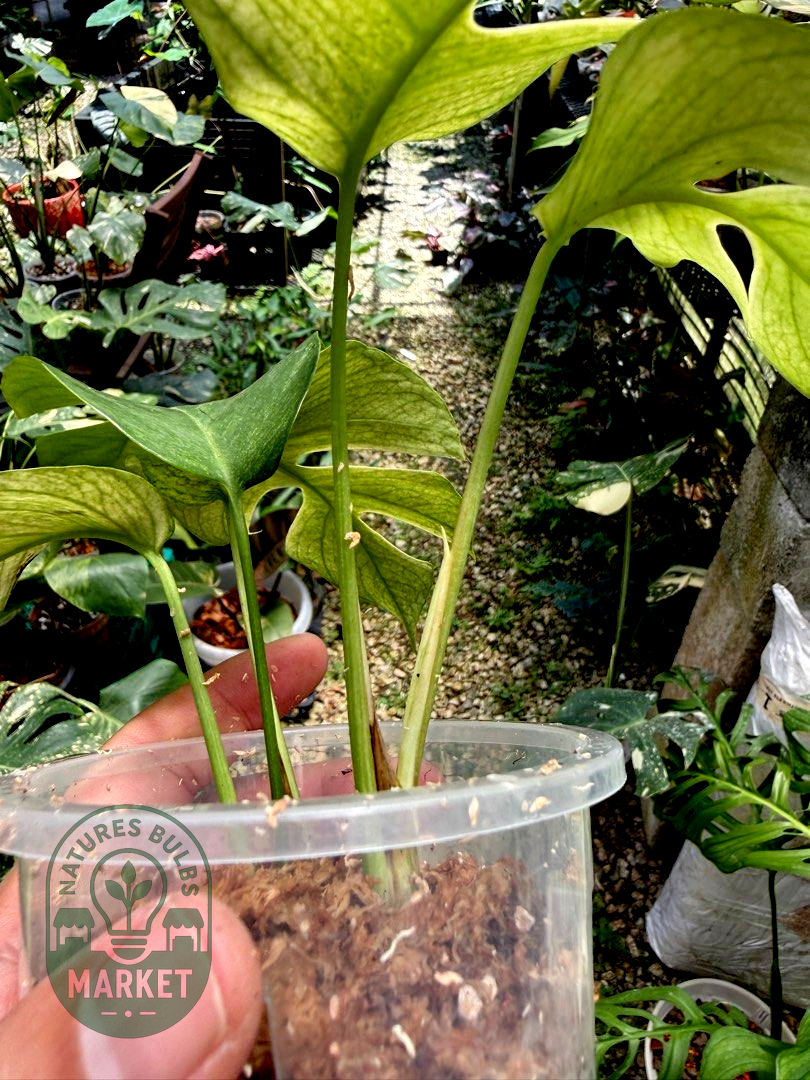 Rhaphidophora Tetrasperma White Monster Variegated