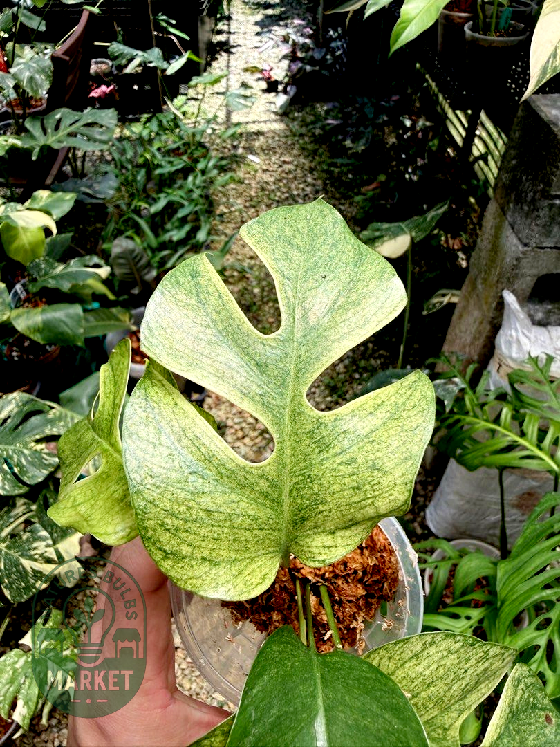 Rhaphidophora Tetrasperma White Monster Variegated
