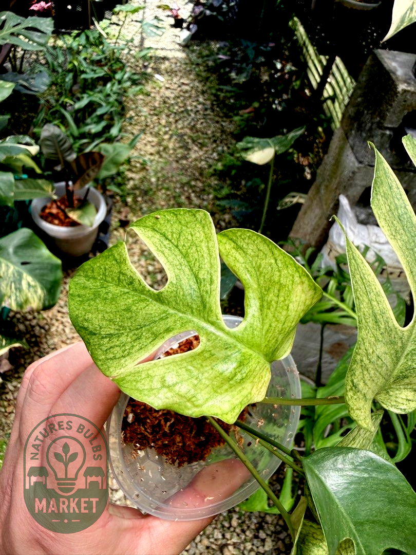 Rhaphidophora Tetrasperma White Monster Variegated