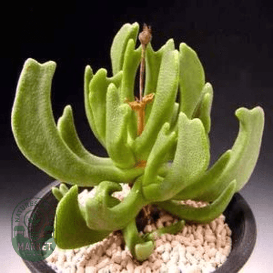 Rhombophyllum dolabriforme - Natures Bulb Market