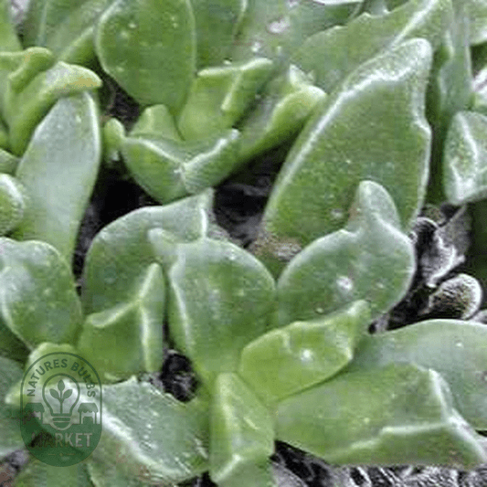 Rhombophyllum rhomboideum - Natures Bulb Market