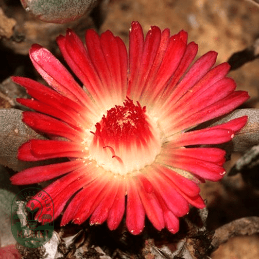 Ruschia dichroa - Natures Bulb Market