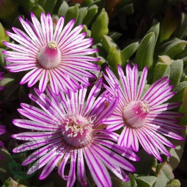 Ruschia lineolata - Natures Bulb Market