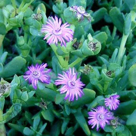Ruschia maxima - Natures Bulb Market