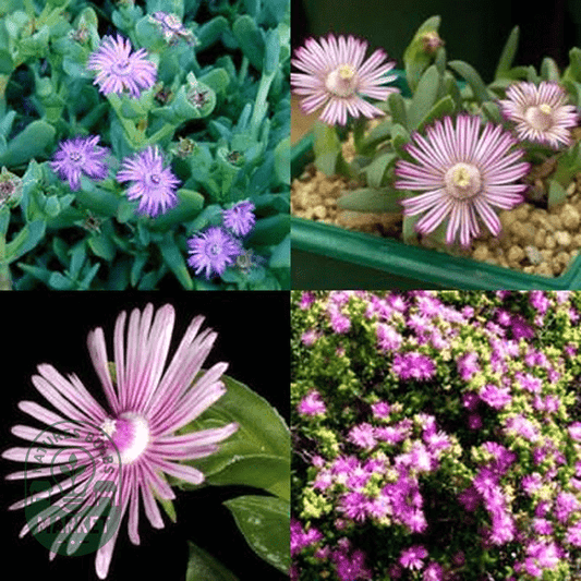 Ruschia Mixed Species - Natures Bulb Market