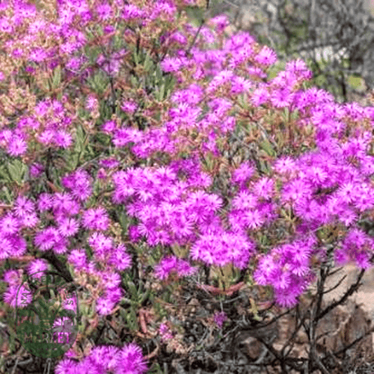 Ruschia pungens - Natures Bulb Market