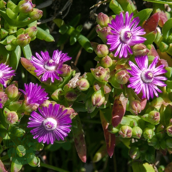 Ruschia schollii - Natures Bulb Market