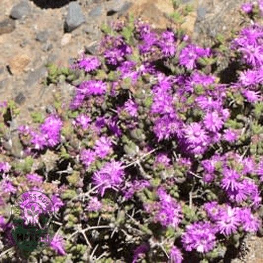 Ruschia spinosa - Natures Bulb Market