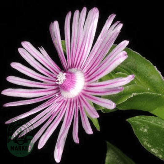 Ruschia strubeniae - Natures Bulb Market