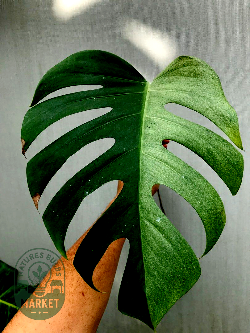 Monstera Mint Variegated