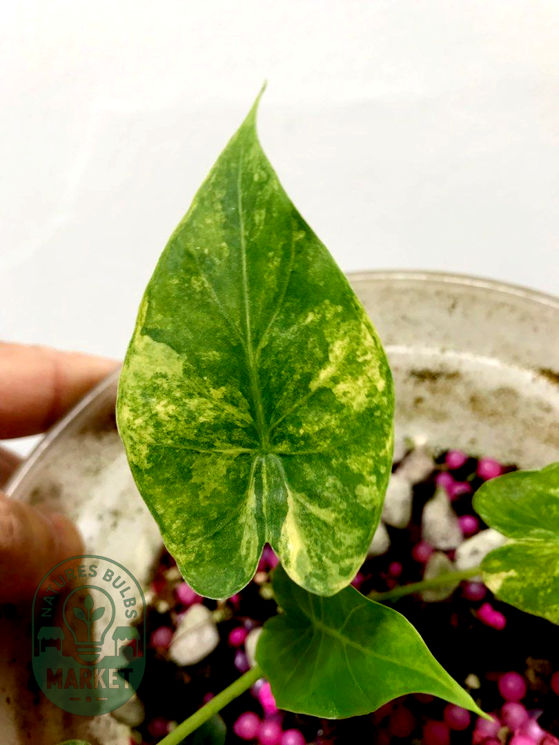 Alocasia gageana aurea