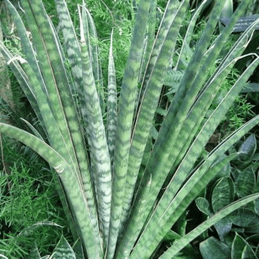 Sansevieria aethiopica - Natures Bulb Market