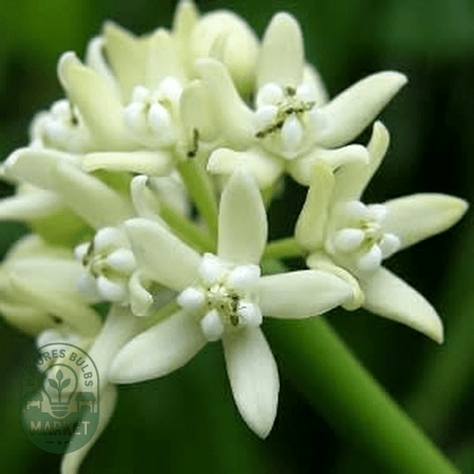 Sarcostemma viminale - Natures Bulb Market