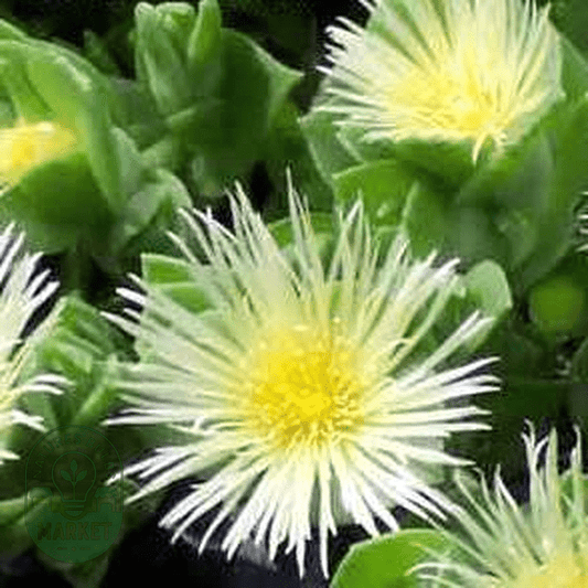 Sceletium tortuosum - Natures Bulb Market