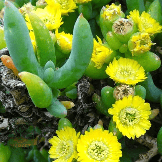Scopelogena verruculata - Natures Bulb Market