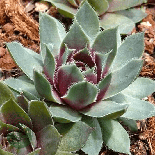 Sempervivum tectorum - Natures Bulb Market