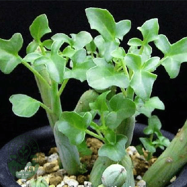 Senecio articulatus - Natures Bulb Market