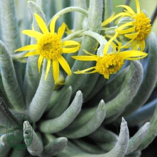 Senecio scaposus - Natures Bulb Market