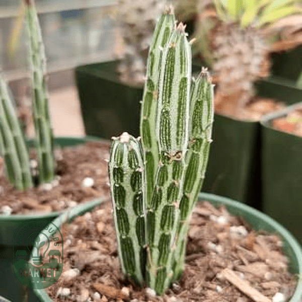 Senecio stapeliiformis - Natures Bulb Market