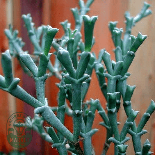 Smicrostigma viride - Natures Bulb Market
