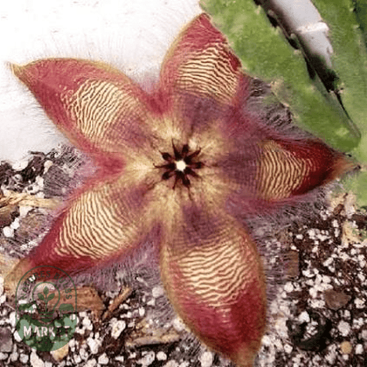 Stapelia hirsuta - Natures Bulb Market