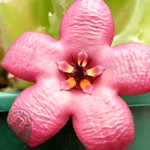 Stapelia hirsuta var. vetula - Natures Bulb Market