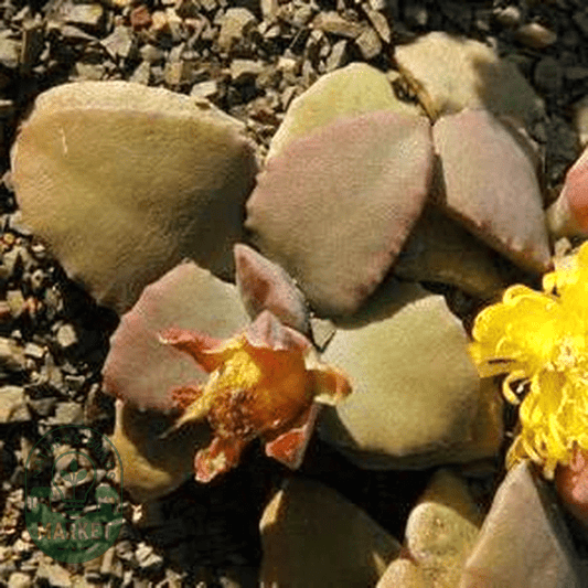 Stomatium mustellinum - Natures Bulb Market