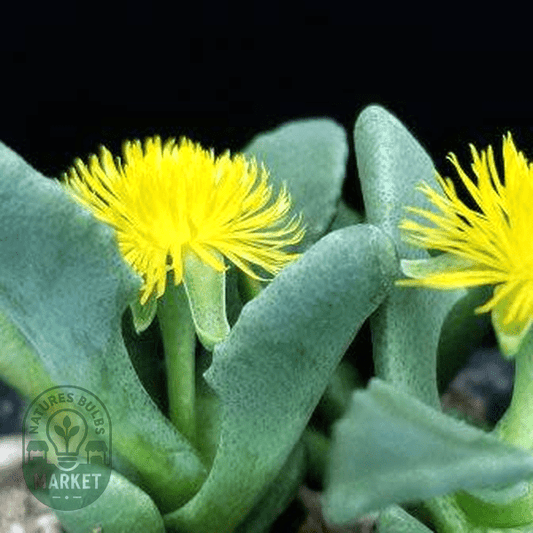 Stomatium pyrodorum - Natures Bulb Market