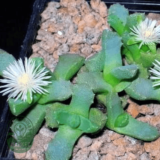 Stomatium species - Natures Bulb Market