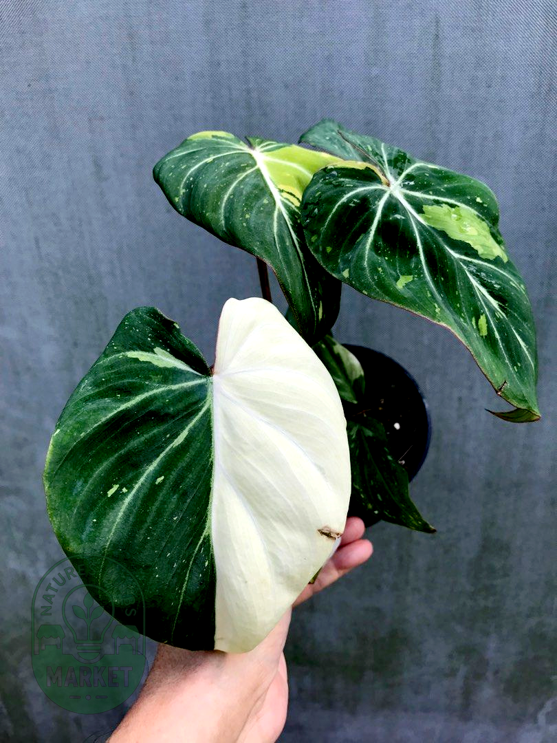 Gloriosum Tricolor Variegated