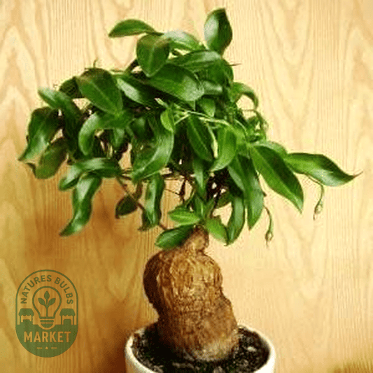 Talinum caffrum - Natures Bulb Market