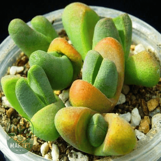 Tanquana prismatica - Natures Bulb Market